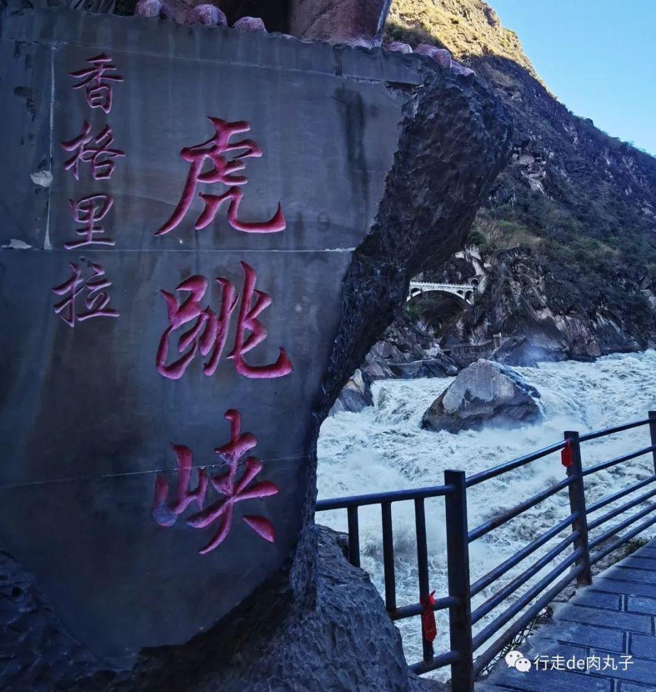 救援猫与武士
