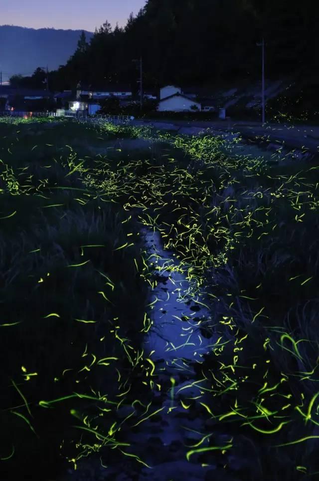 逃离野鸡森林